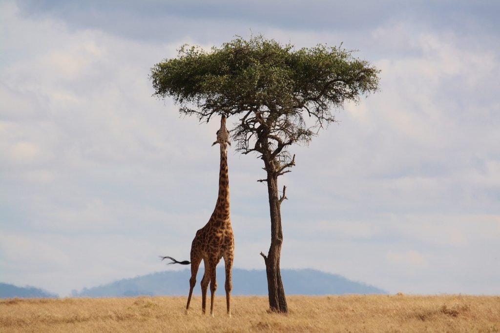 giraffe-2191662_1920-1024×683