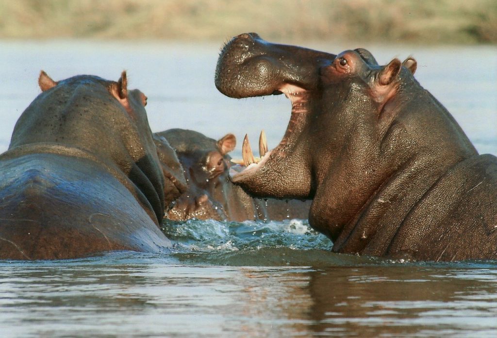 hippopotamus-95472_1280-1024×697