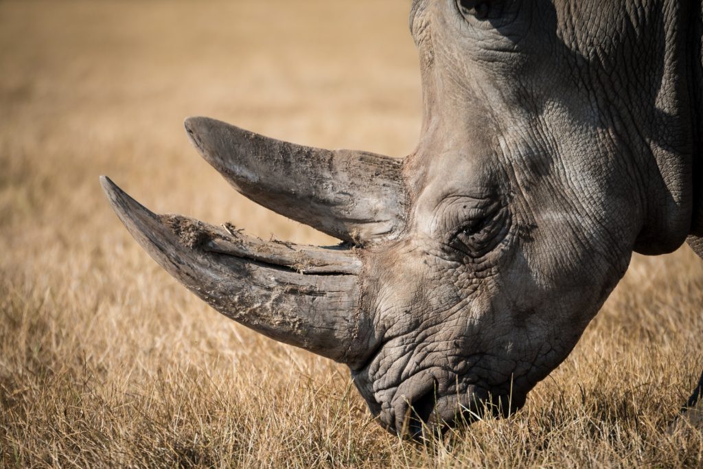 rhinoceros-768714_1920-1024×683